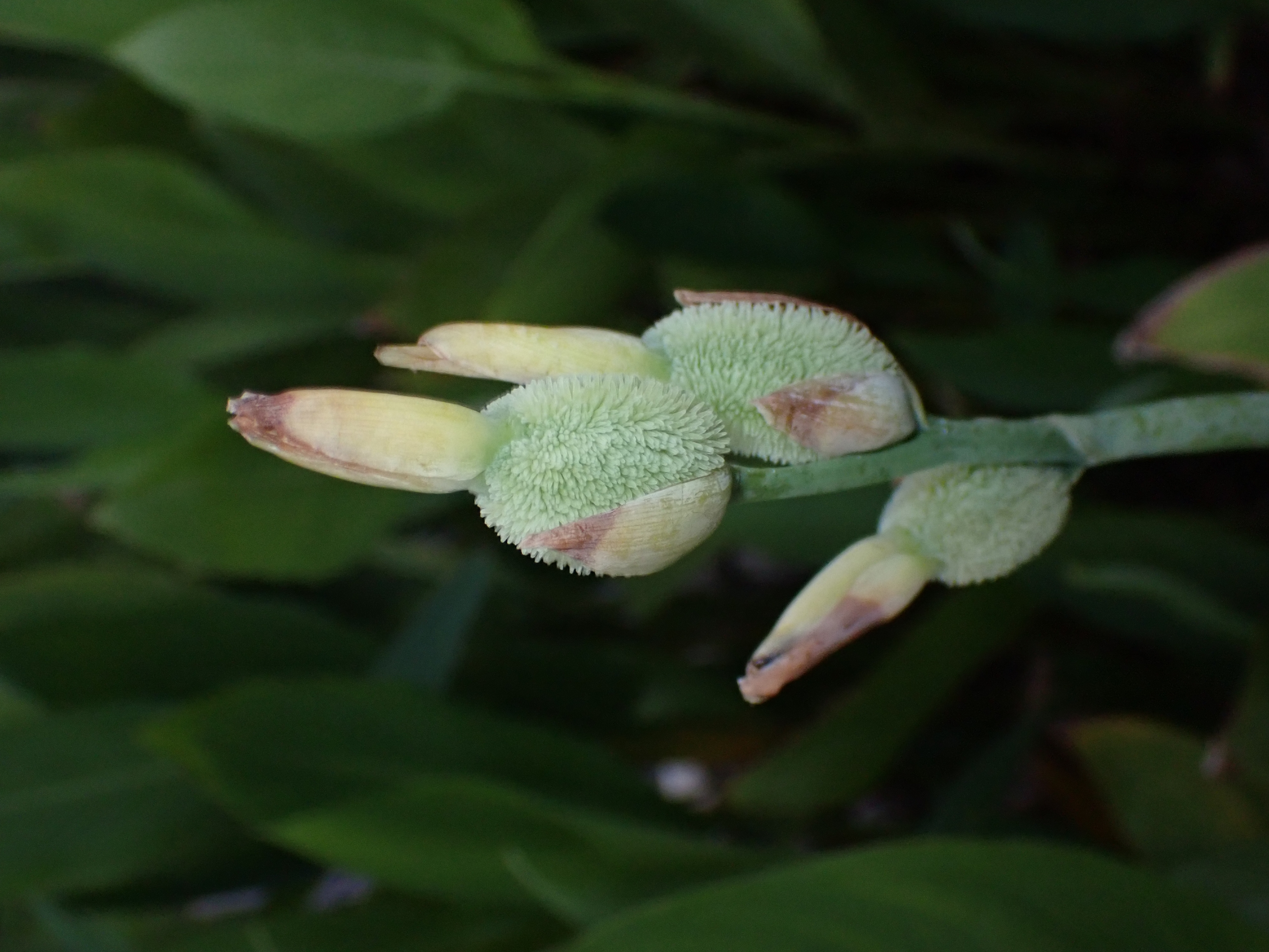 Bud