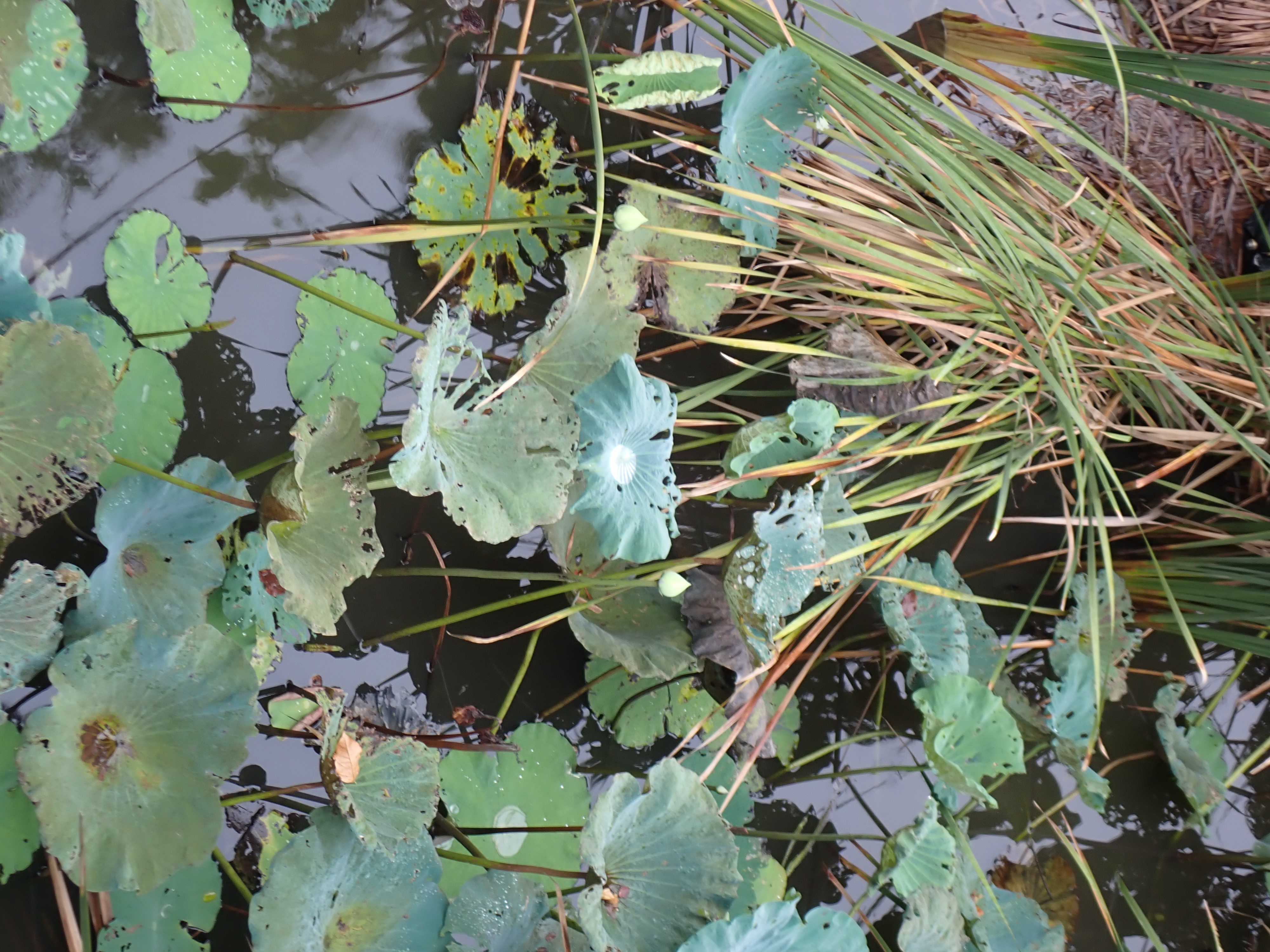 Lotus